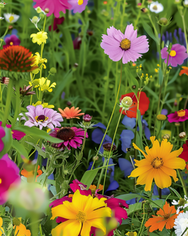 Summerflowers Seeds Annual Mix 20 To 80 Cm Height