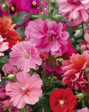 Nasiona kwiatów letnich Pink Red Garden Mix Blend – kwiat jednoroczny