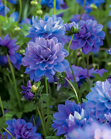 Nasiona Blue Summer Mix Shades – kwiat jednoroczny
