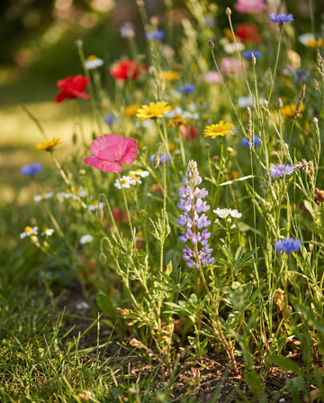 Field Mix For Summer Bloom – nasiona rocznych kwiatów w SeedsChoice