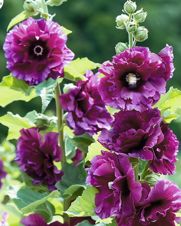 Nasiona malwy ogrodowej Chater's Deep Purple (Alcea rosea) – roślina dwuletnia