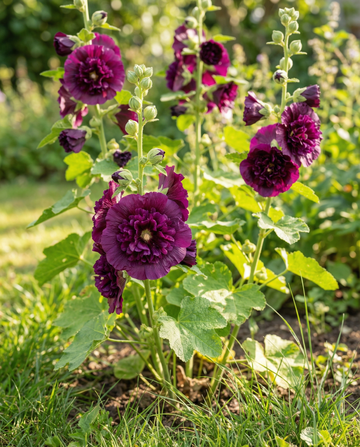 Malwa ogrodowa Chater's Deep Purple (Alcea rosea) – nasiona dwuletnie od SeedsChoice