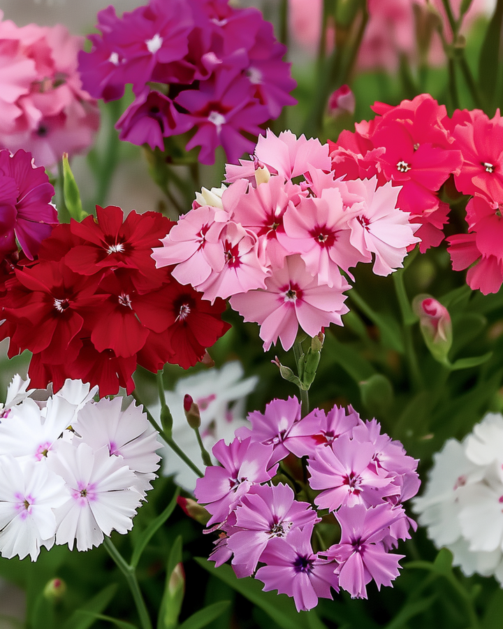Nasiona goździka brodatego w mieszanych kolorach (Dianthus barbatus) – dwuletnia mieszanka