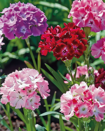 Nasiona goździka brodatego w mieszance podwójnej (Dianthus barbatus) – dwuletni kwiat
