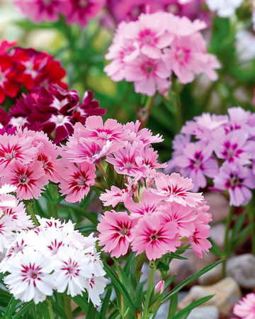 Nasiona goździka brodatego karłowego w mieszance (Dianthus barbatus) – dwuletni kwiat