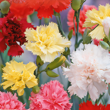 Nasiona goździka Grenadin Mixed (Dianthus caryophyllus) – dwuletnia mieszanka barw