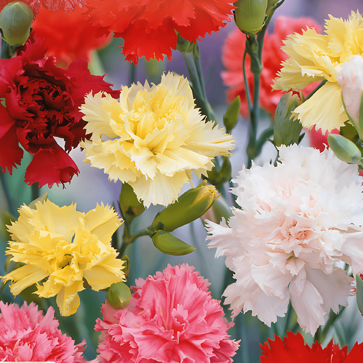 Carnation Grenadin Mixed seeds (Dianthus caryophyllus) – biennial mix