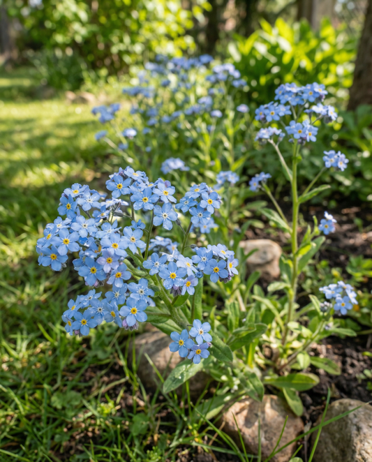 Forget Me Not Blue Cottage Garden (Myosotis alpestris) – biennial flower seeds from SeedsChoice