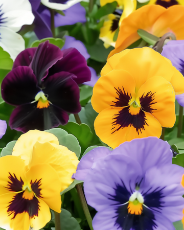 Nasiona bratka Swiss Giants Mixed (Viola wittrockiana) – dwuletni kwiat