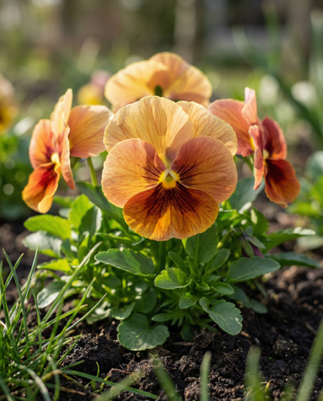 Bratek Evening Sun (Viola wittrockiana) – nasiona dwuletnich kwiatów od SeedsChoice