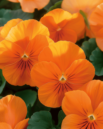 Nasiona bratka Pure Orange (Viola wittrockiana) – kwiat dwuletni