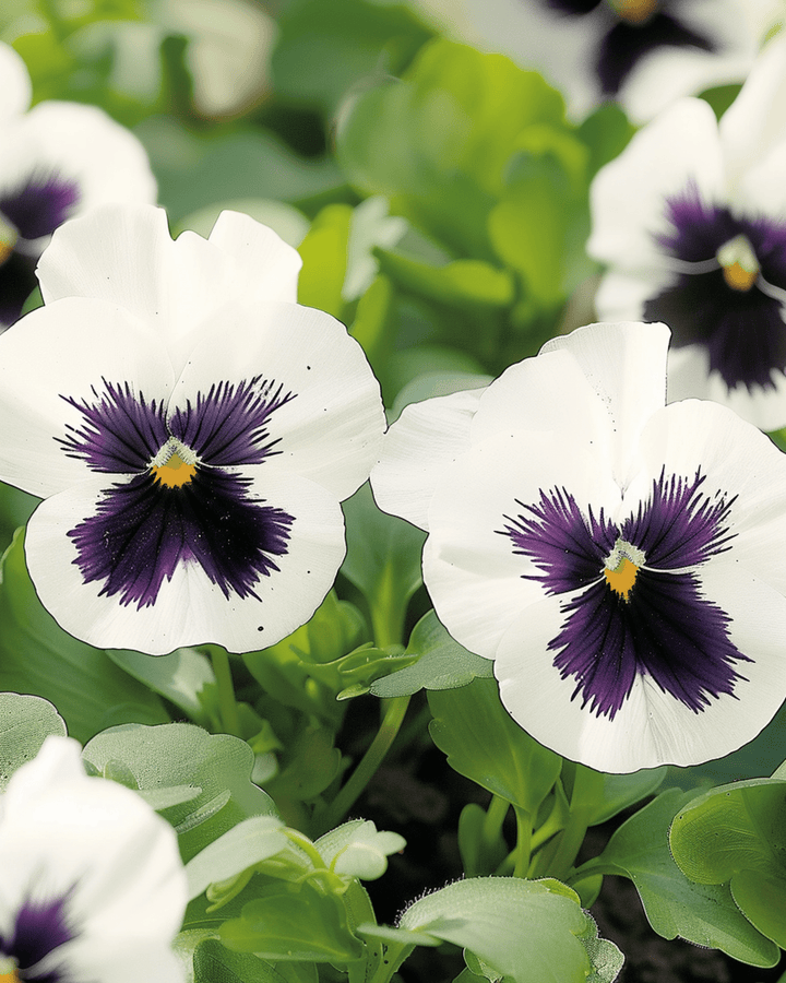 Nasiona bratka Silverbride (Viola wittrockiana) – kwiat dwuletni