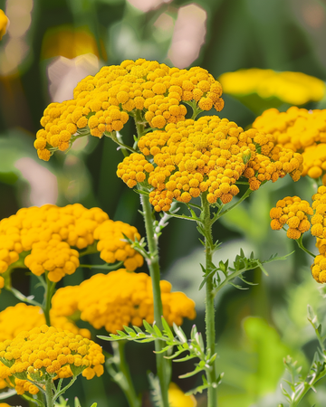 Nasiona krwawnika (Achillea filipendulina) – bylina