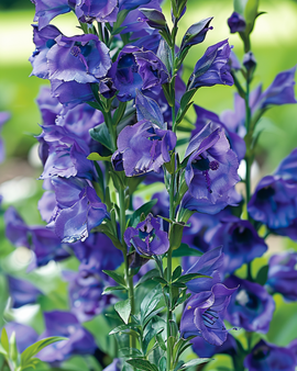 Perennial Flower Seeds Aconitum Napellus Perennial