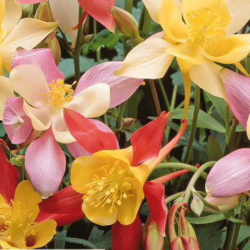 Nasiona orlika Mrs Scott Elliott Cottage Garden (Aquilegia vulgaris) – bylina