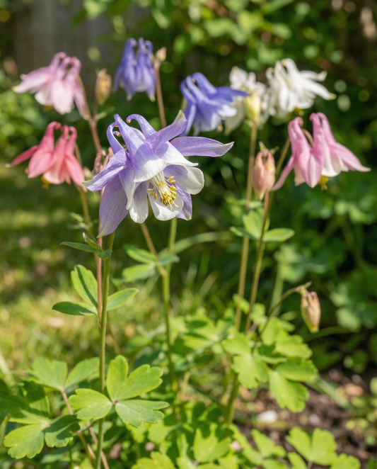 Orlik Mrs Scott Elliott Cottage Garden (Aquilegia vulgaris) – nasiona bylinowe od SeedsChoice