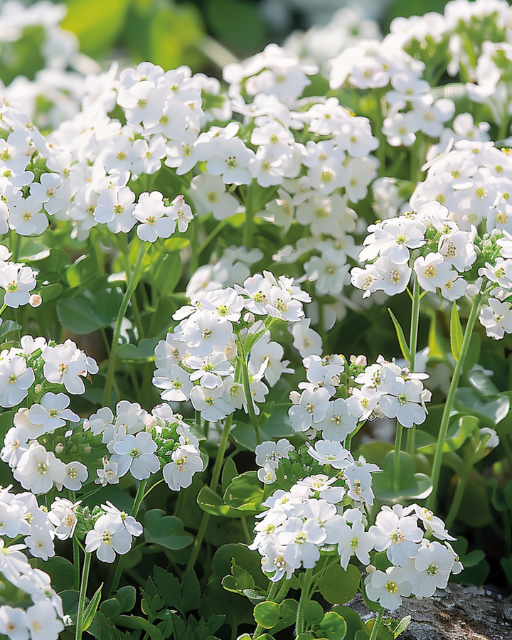 Nasiona Rock Cress Snowball (Arabis alpina) – roślina wieloletnia