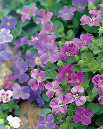 Nasiona Rock Cress Purple Mix (Aubrieta hybrida) – roślina wieloletnia