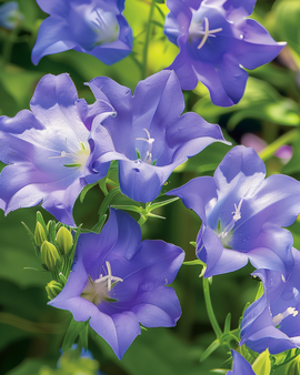 Campanula Carpatica Seeds Campanula Carpatica Perennial Blue Flowers