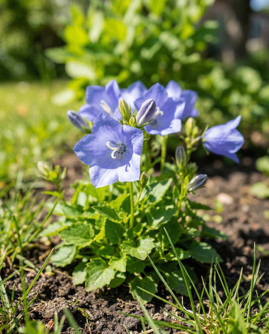 Niebieska (Campanula carpatica) – nasiona kwiatów bylinowych od SeedsChoice