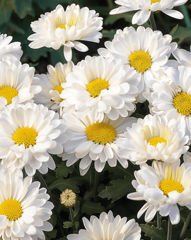 Nasiona margaretki olbrzymiej Silver Princess White Chrysanthemum Maximum bylina