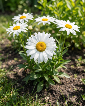 Margaretka olbrzymia Silver Princess White (Chrysanthemum maximum) – nasiona bylin od SeedsChoice