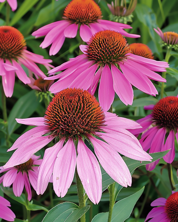Nasiona jeżówki purpurowej (Echinacea purpurea) – kwiat bylinowy