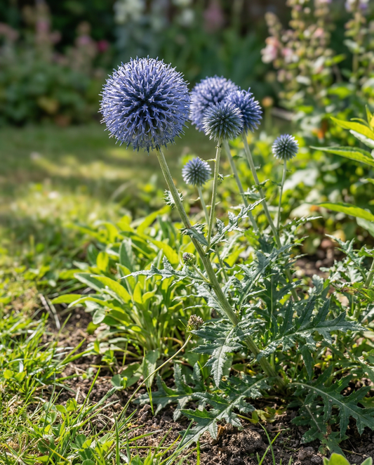 Globe Thistle Blue Pollinator Friendly (Echinops ritro) – nasiona byliny od SeedsChoice