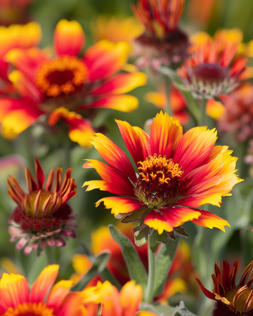 Nasiona kocanki (Gaillardia aristata) – kwiat bylinowy