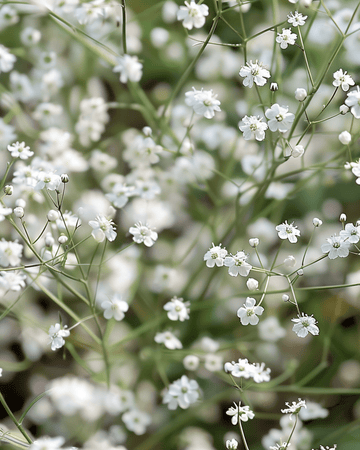 Nasiona białego jednokwiatowego (Gypsophila paniculata) – bylina