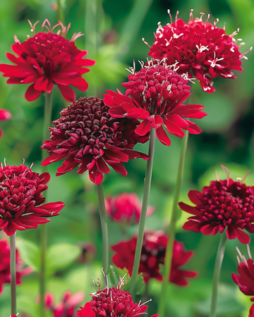 Nasiona driakwi macedońskiej Red Knight (Knautia macedonica) – bylina