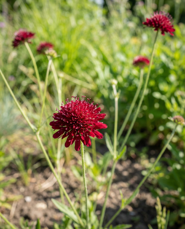 Driakiew macedońska Red Knight (Knautia macedonica) – nasiona bylin od SeedsChoice