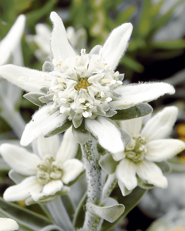 Nasiona szarotki alpejskiej (Leontopodium alpinum) – bylina kwiatowa