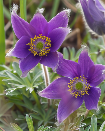 Nasiona sasanki (Pulsatilla vulgaris) – kwiat bylinowy