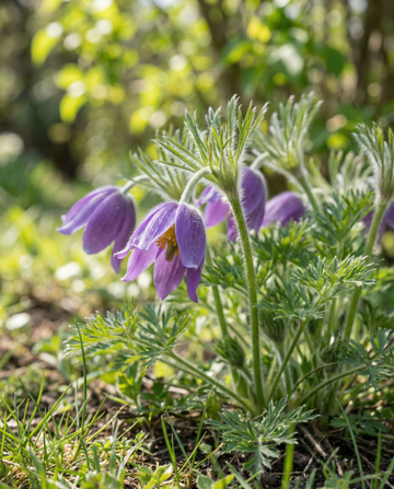 Sasanka zwyczajna (Pulsatilla vulgaris) – nasiona bylinowego kwiatu od SeedsChoice