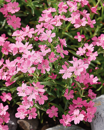 Nasiona mydlnicy skalnej (Saponaria ocymoides) – bylina