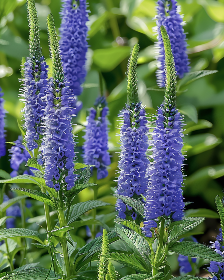 Nasiona przetacznika Blue Bouquet (Veronica spicata) – bylina ozdobna