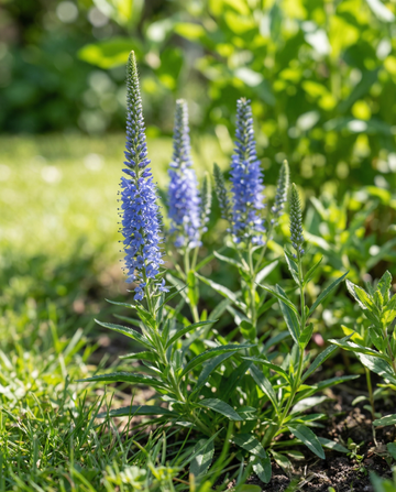 Przetacznik niebieski (Veronica spicata) – nasiona byliny kwiatowej od SeedsChoice