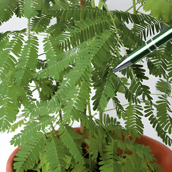 Nasiona Sensitive Plant (Mimosa pudica) – bylina kwiatowa