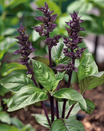 Nasiona bazylii cynamonowej (Ocimum basilicum) – jednoroczne zioło