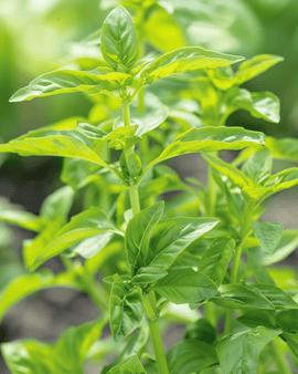Sweet Basil Seeds Ocimum Basilicum Annual Small Leaved Herb