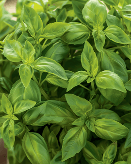 Pot Basil Seeds Ocimum Basilicum Bascuro Dark Green Annual Herb
