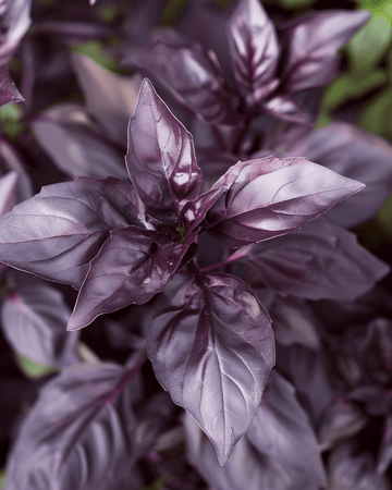 Nasiona bazylii pospolitej Dark Opal (Ocimum basilicum) – jednoroczne zioło