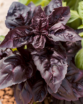 Sweet Basil Red Lizzy Seeds Ocimum Basilicum Annual Herb