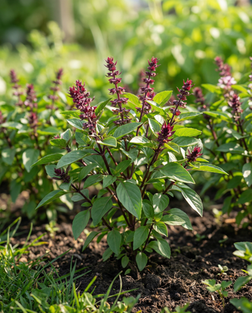 Nasiona bazylii pospolitej Siam Queen (Ocimum basilicum) – jednoroczne zioło od SeedsChoice