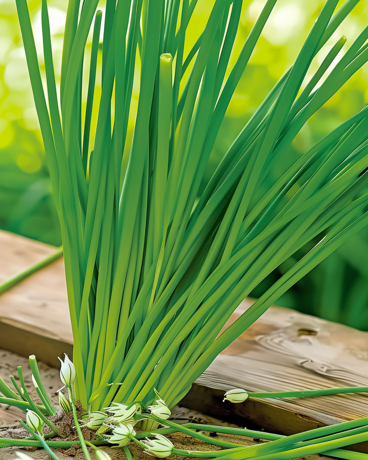 Garlic Chives White seeds (Allium tuberosum) – perennial herb