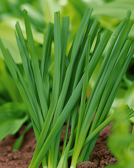 Nasiona cebuli walijskiej Allium Fistulosum wieloletnia Winterhecke