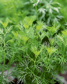 Nasiona kopru Nano Anethum graveolens jednoroczne zioło