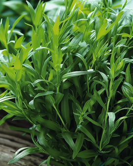 Tarragon Russian Seeds Artemisia Dracunculus Perennial Herb