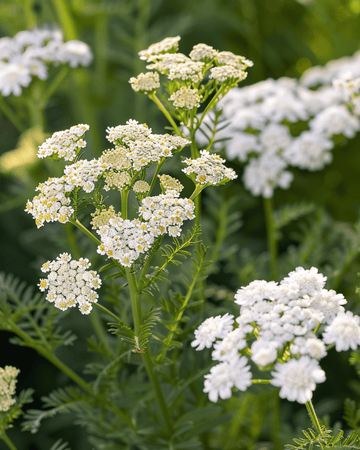 Yarrow seeds (Achillea millefolium) – perennial herb